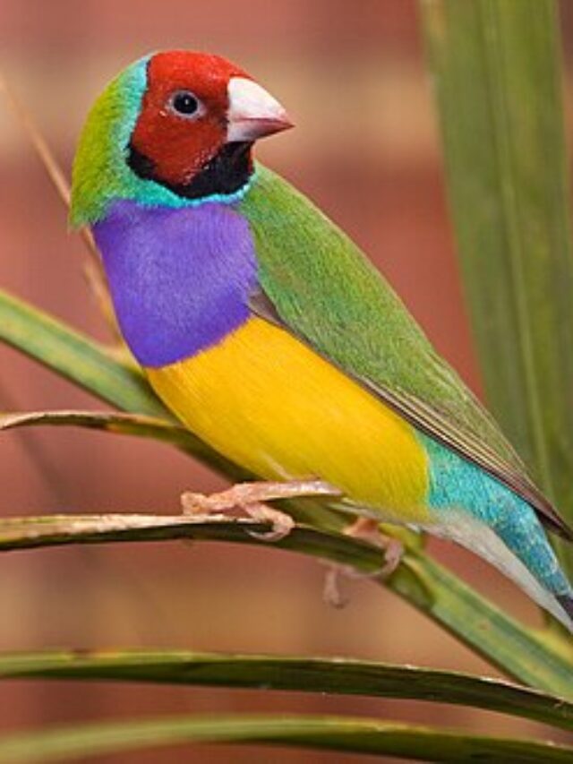 Male_adult_Gouldian_Finch