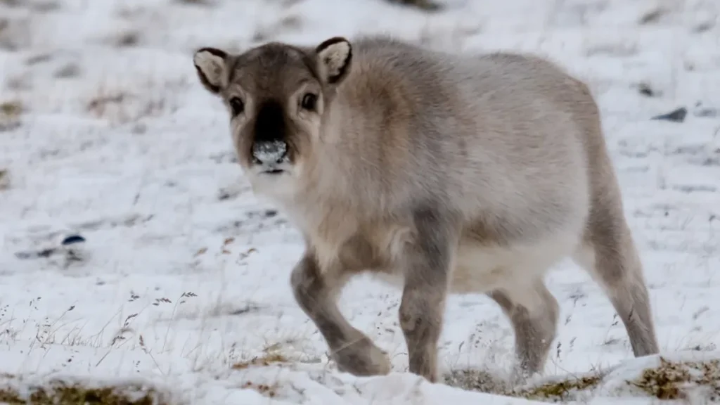 Svalbard